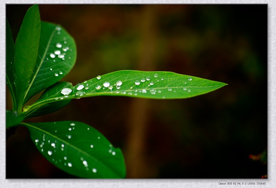 三月里的小雨