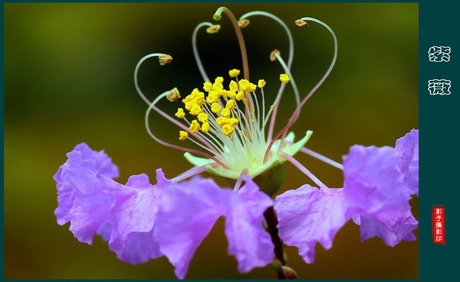 夏末盛开的紫薇花 (共 11 p)