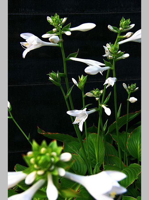 白色玉簪花