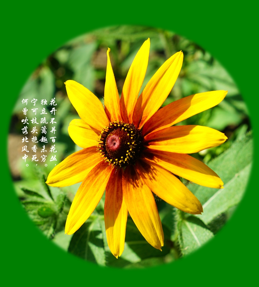 花开不并百花丛