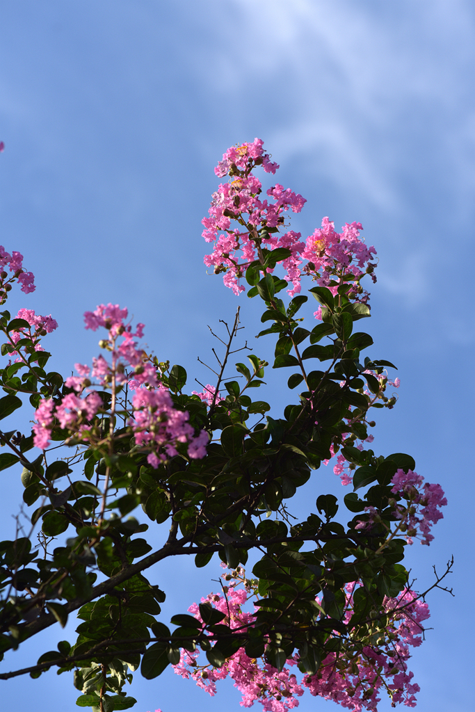 紫薇花开(1)——蓝天下盛开的紫薇花