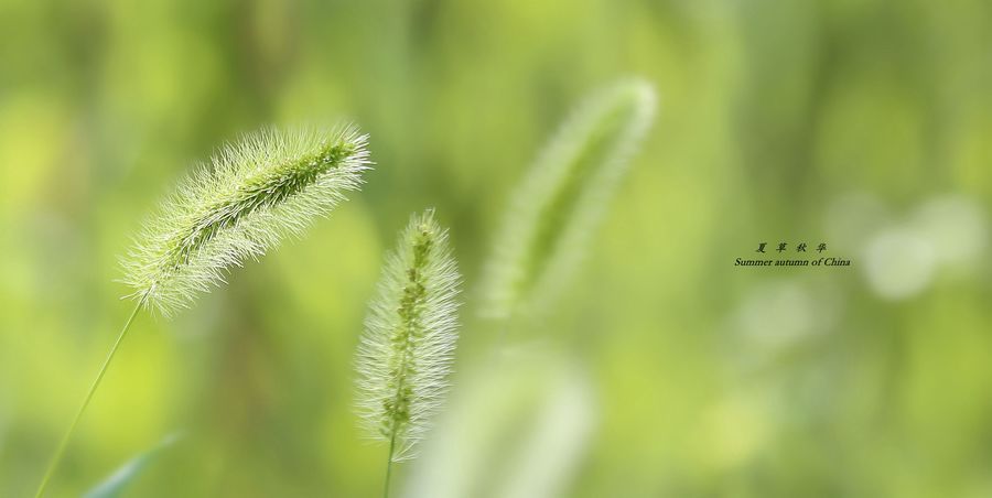 夏草秋华:狗尾巴草