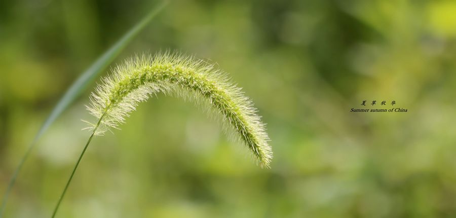 夏草秋华:狗尾巴草