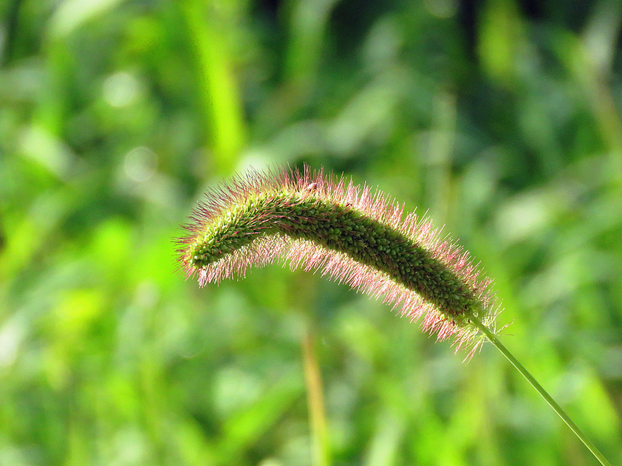 狗尾巴草