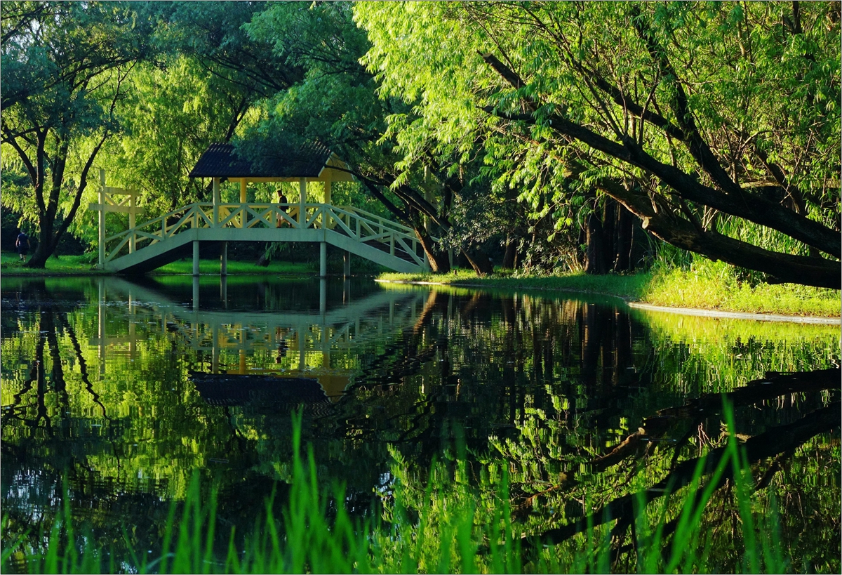 仲夏的森林公园