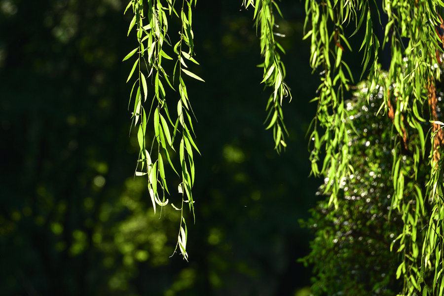 绿荫垂柳