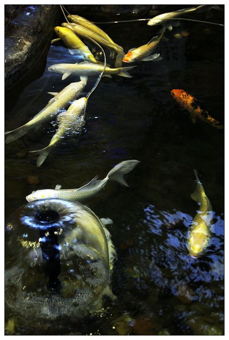 【鱼池里的锦鲤鱼摄影图片】生态摄影_太平洋电脑网摄影部落