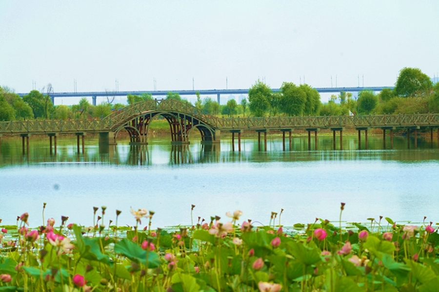 金河湾湿地植物园 (共 15 p)