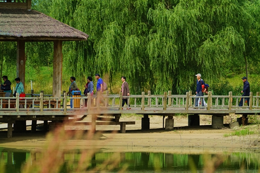 金河湾湿地植物园 (共 15 p)