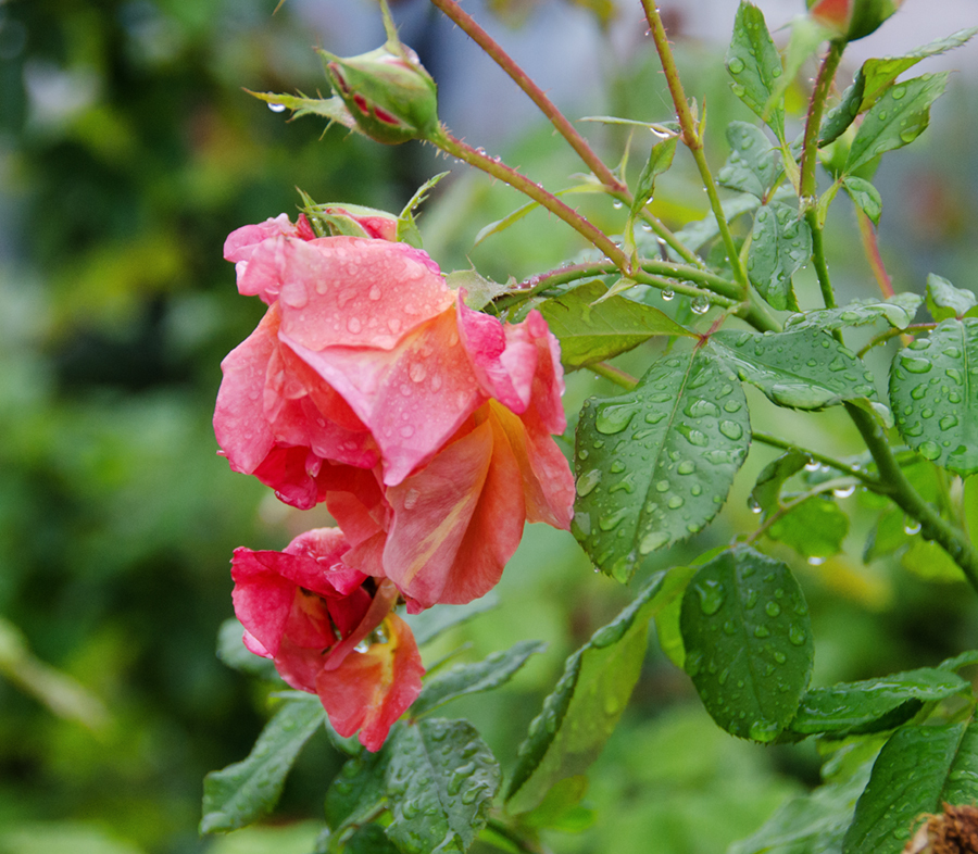 雨中拍花