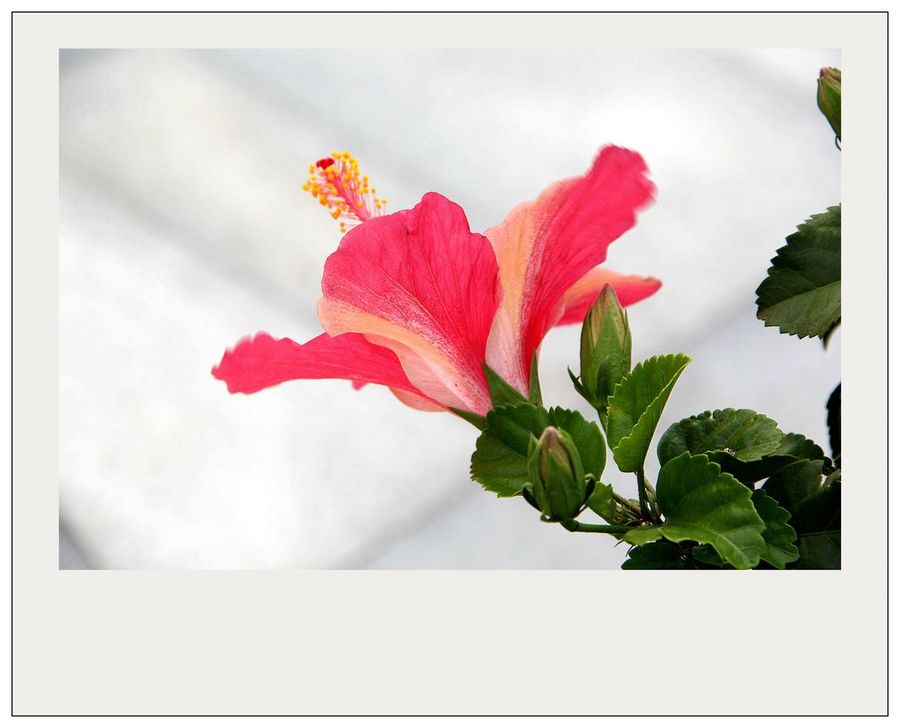 朱槿花