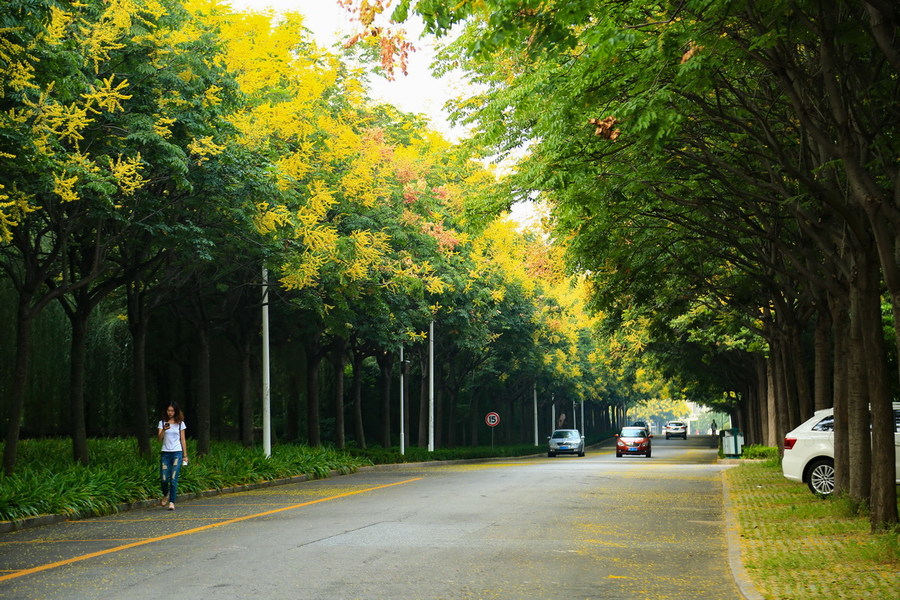 校园栾树大道