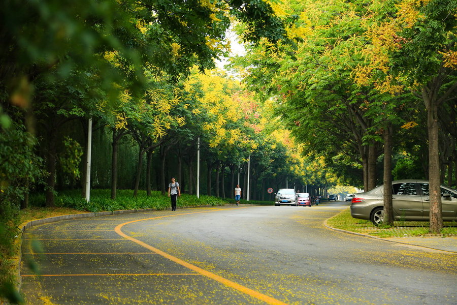 校园栾树大道