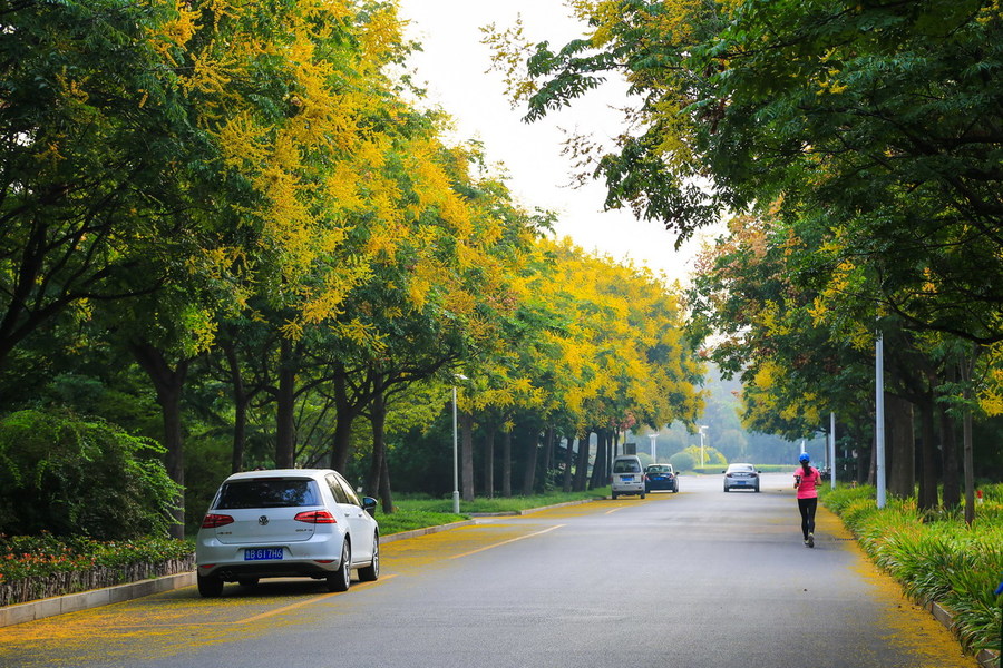 校园栾树大道