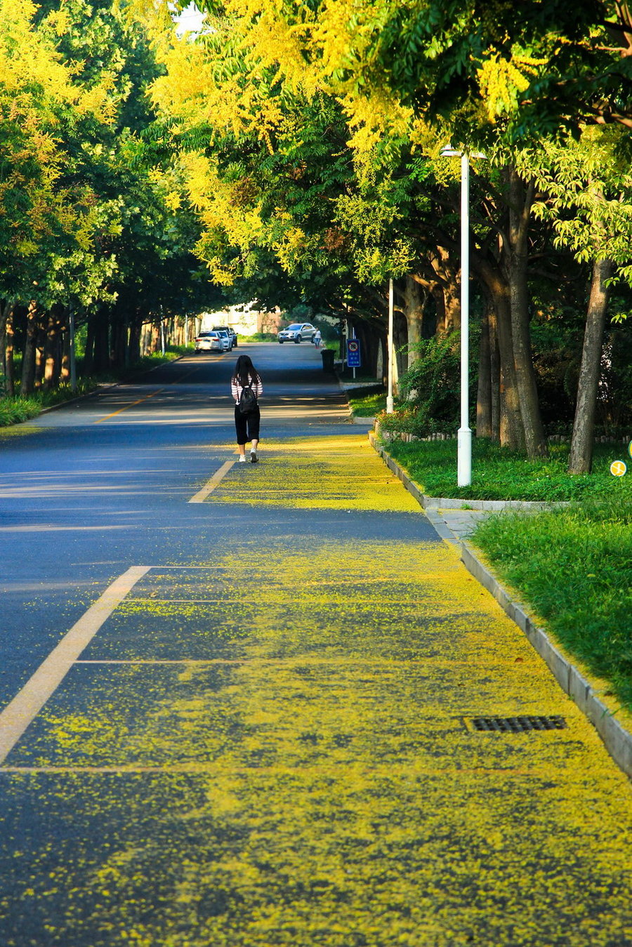 校园栾树大道