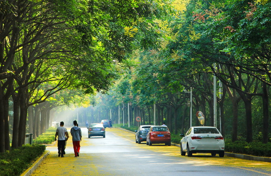 校园栾树大道