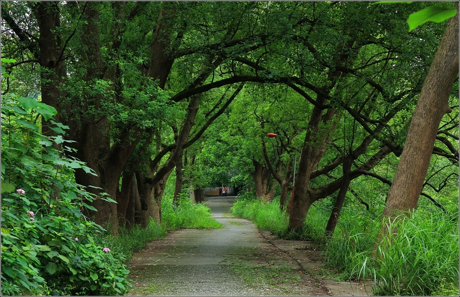 幽静的香樟林小道