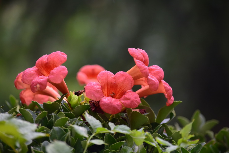 几朵花