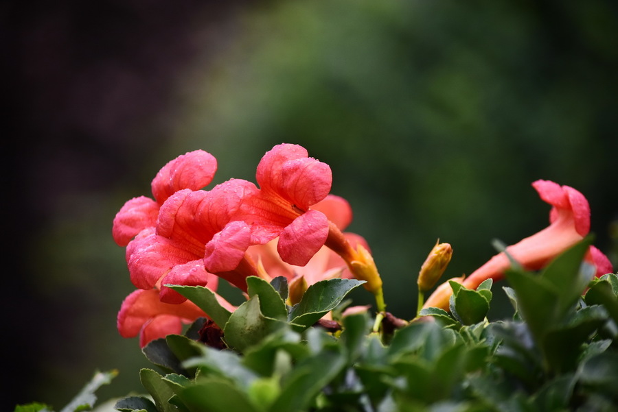 几朵花