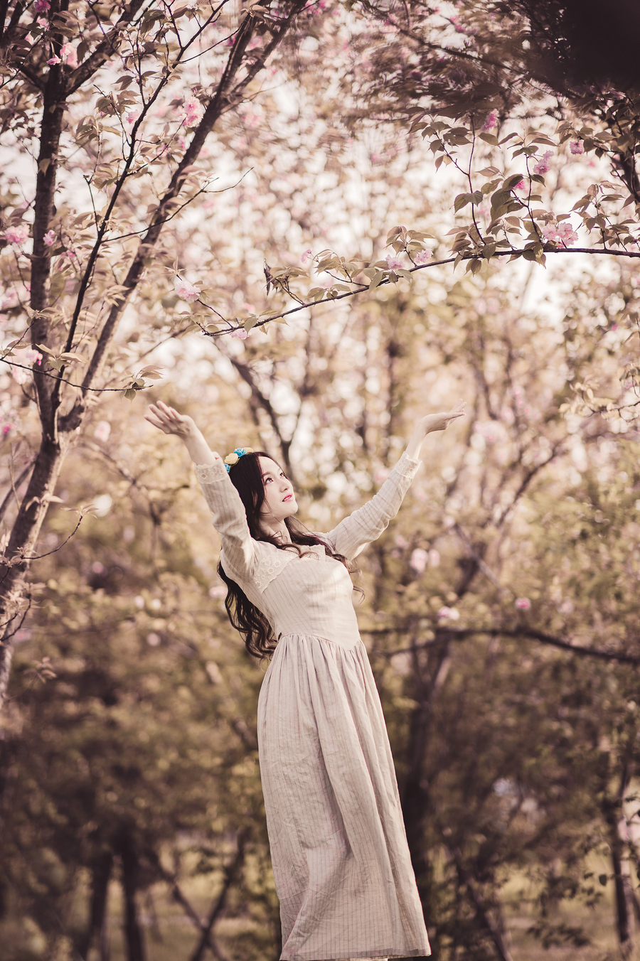 樱花般的女人