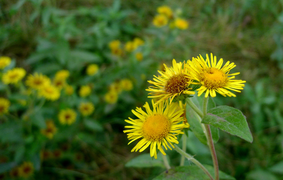 野菊花