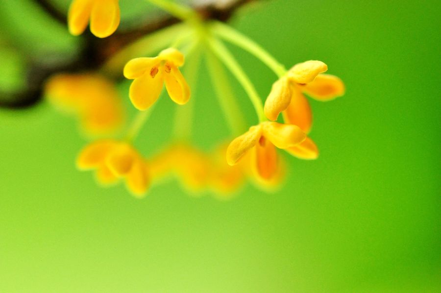 桂花飘香