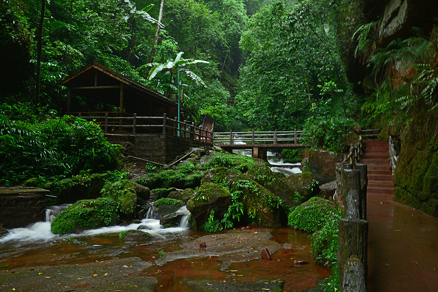 秋游 —— 赤水 桫椤公园