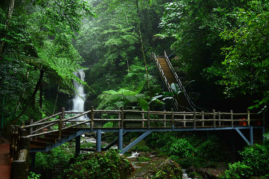 秋游 —— 赤水 桫椤公园