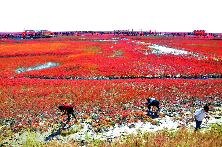 盘锦红海滩国家廊道景区 (共p)