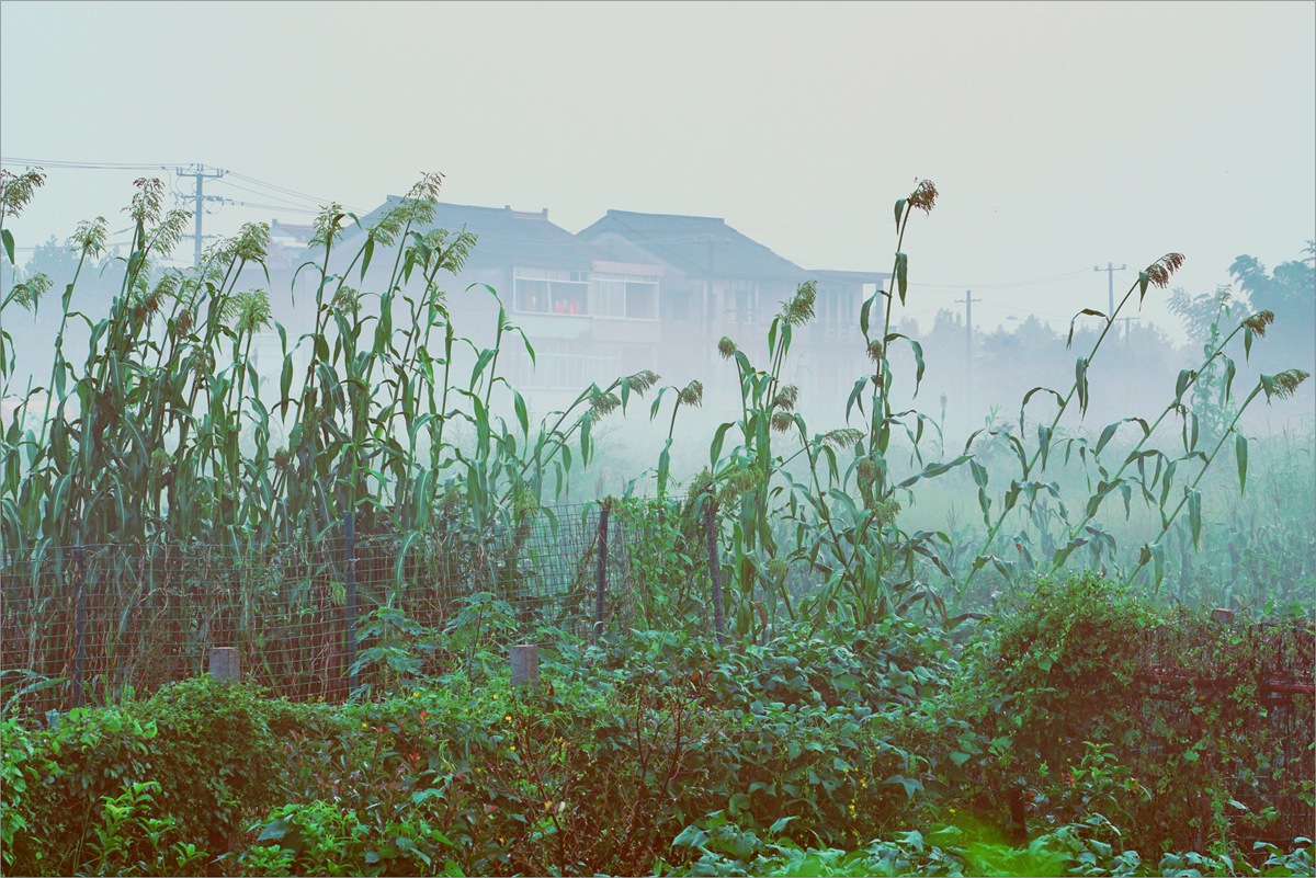 雨后清晨乡间速写