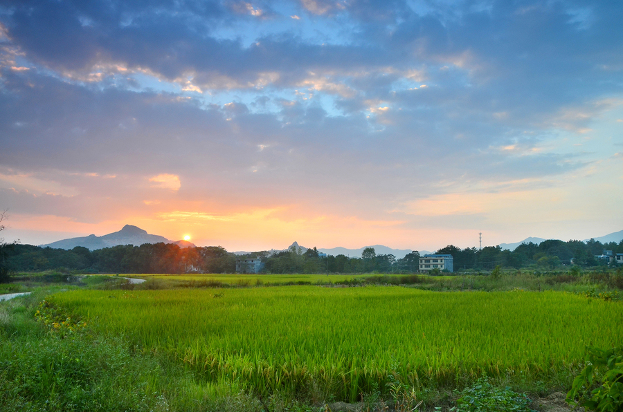 落日余晖【乡村,田园,稻香】