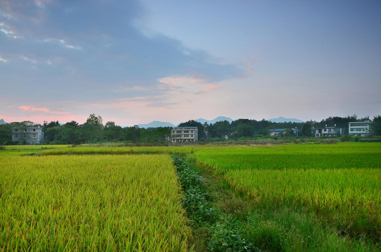 落日余晖【乡村,田园,稻香】