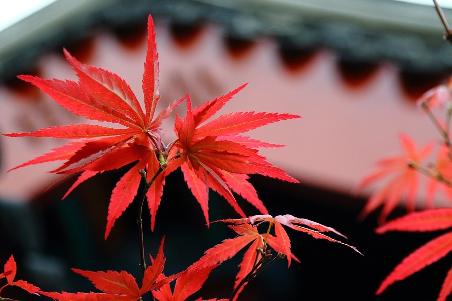 香山红叶节随拍