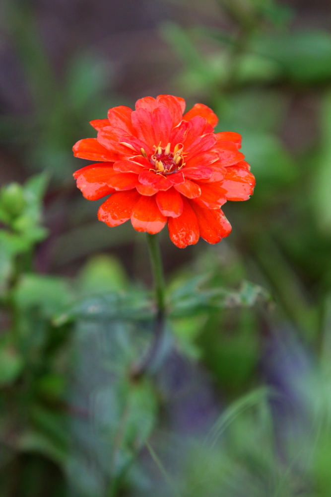 深秋花正开