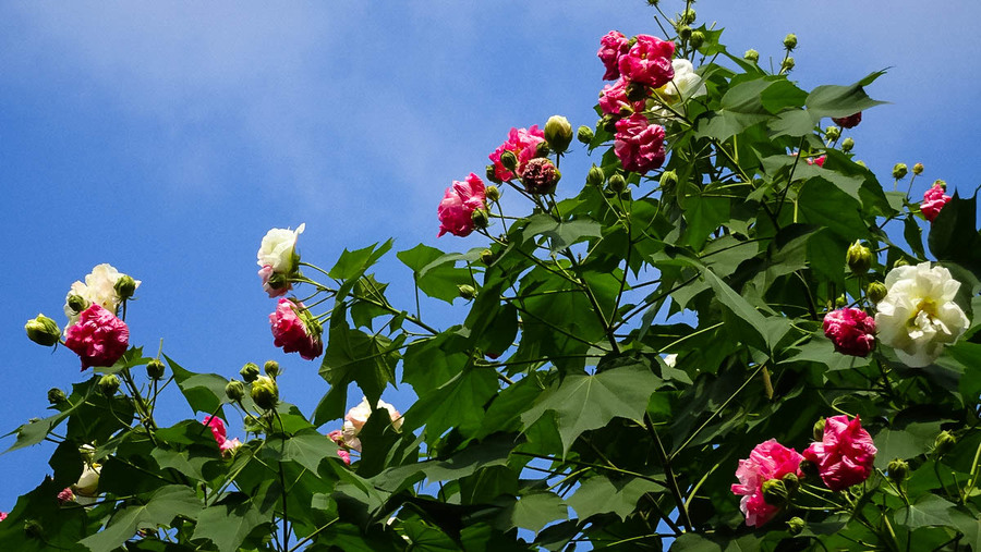 芙蓉花开 雅满蓉城