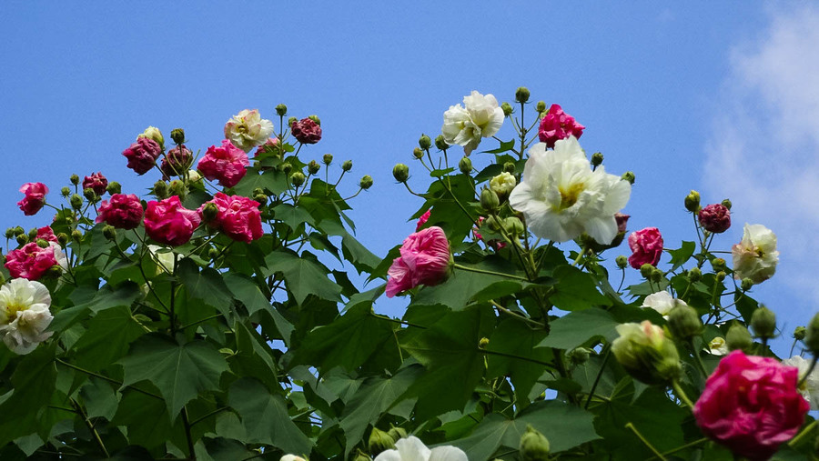 芙蓉花开 雅满蓉城