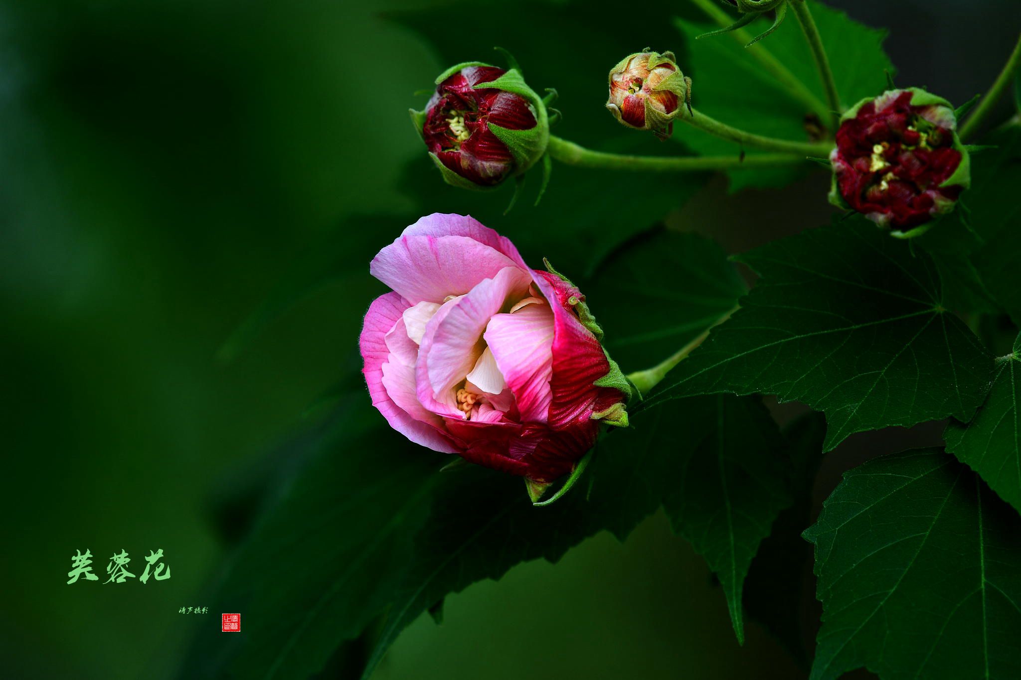 芙蓉花