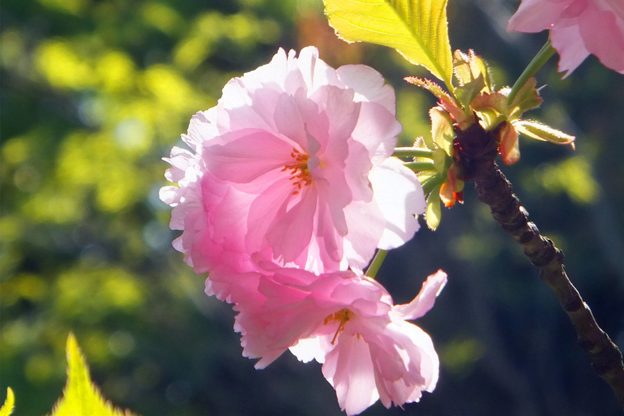 四月的花 by 富士f665exr