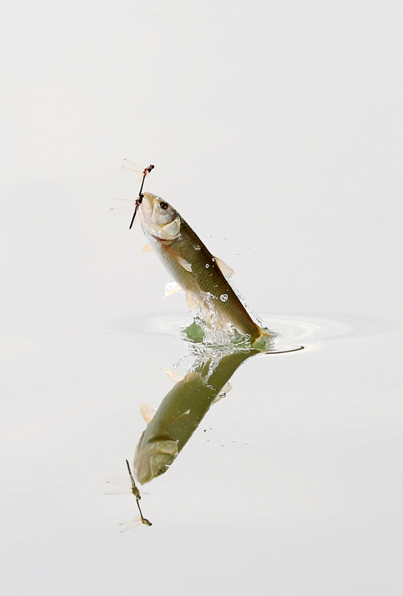 马口鱼吃蜻蜓