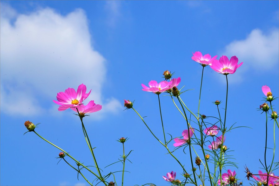 秋日格桑花