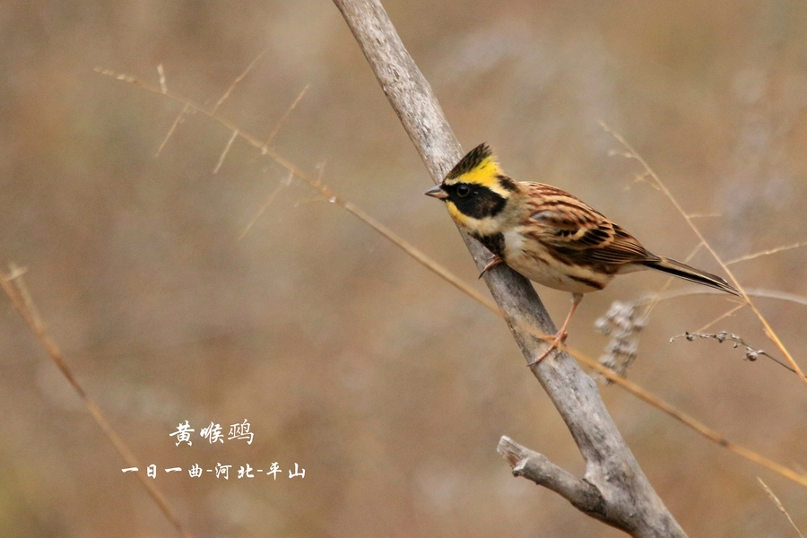 鸟【黄喉鹀】