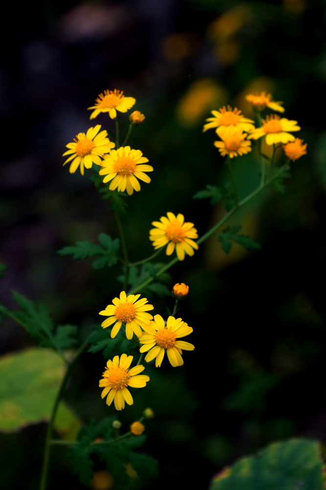 野菊花