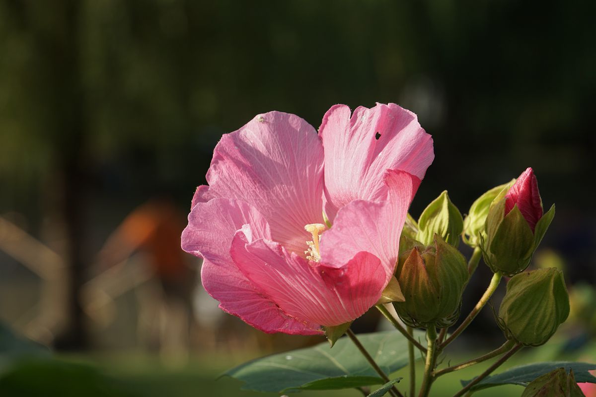 木芙蓉花随拍