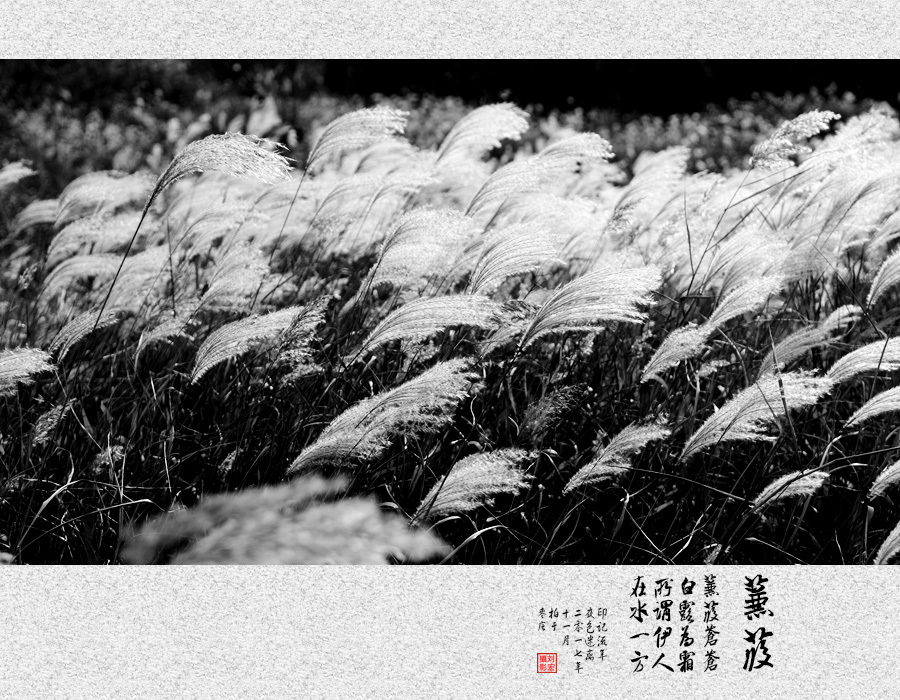 蒹葭苍苍