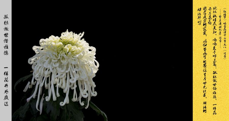 【《红楼梦》咏菊花诗十二首摄影图片】生态摄