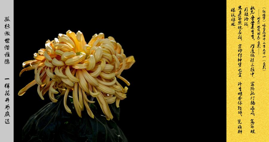 【《红楼梦》咏菊花诗十二首摄影图片】生态摄