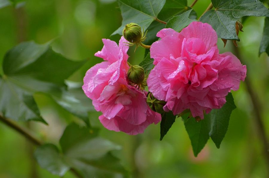 花卉—木芙蓉