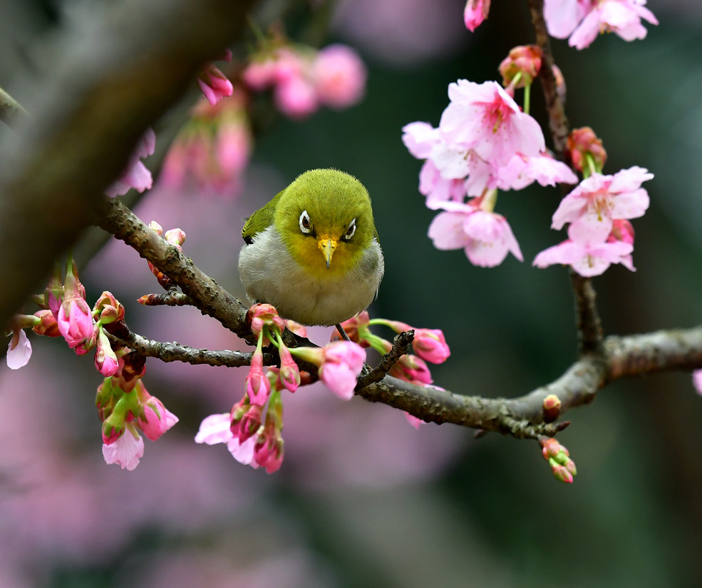 春 花与鸟