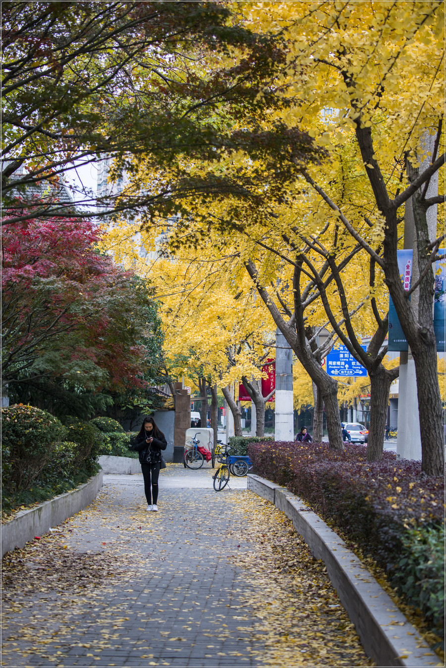 最美秋景路上海四平路