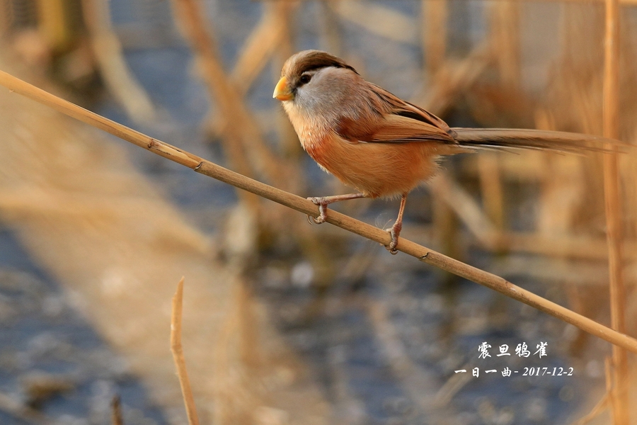 【鸟--京城热拍【震旦鸦雀】摄影图片】生态摄